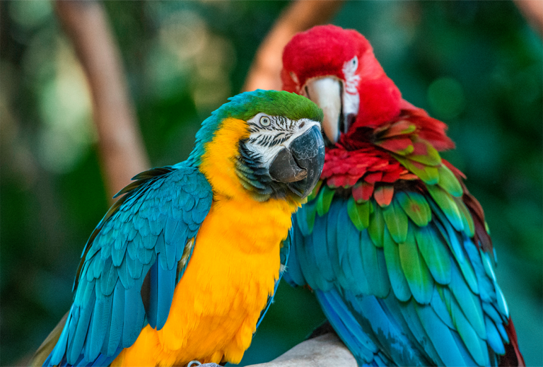 roteiro-para-foz-do-iguacu-urbi-et-orbi-parque-das-aves