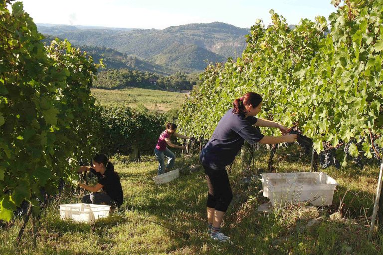 Verao Vale dos Vinhedos- colheita- Foto Gilmar Gomes-Aprovale