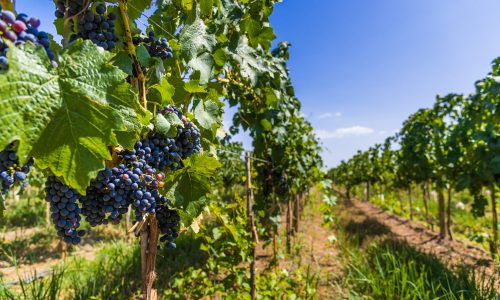 Red,Wine,Grapes,On,A,Vine,In,A,Vineyard,In